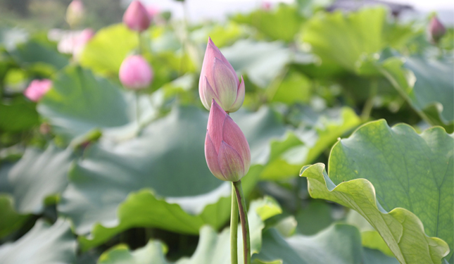 Lotus PCOS